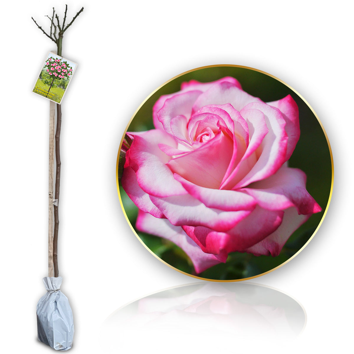 Stromčeková ruža Laminuette