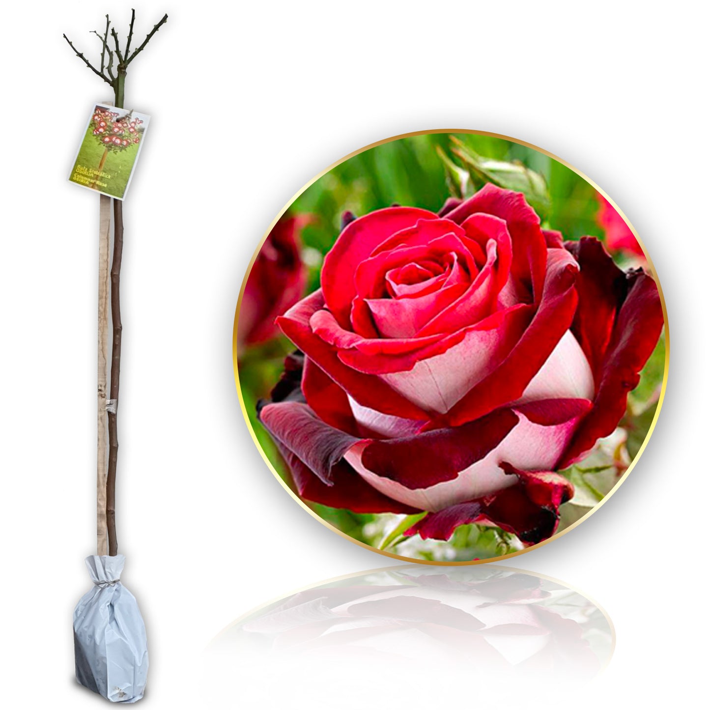 Stromčeková ruža Scarlet