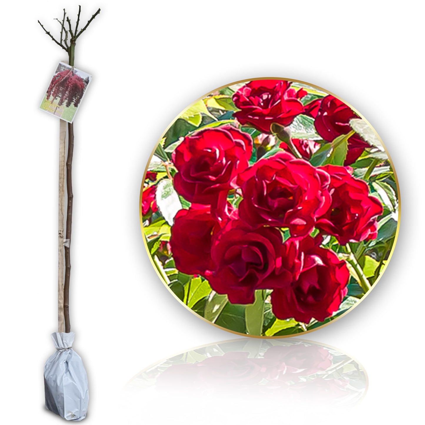 6 ks Stromčeková ruža