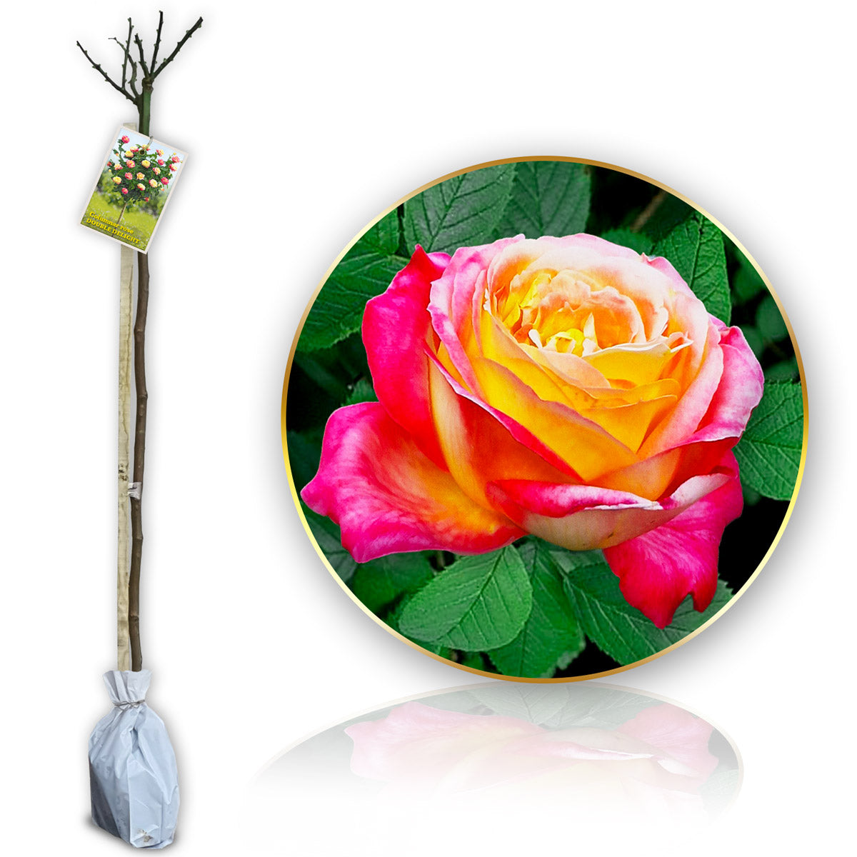 Stromčeková ruža Double Delight