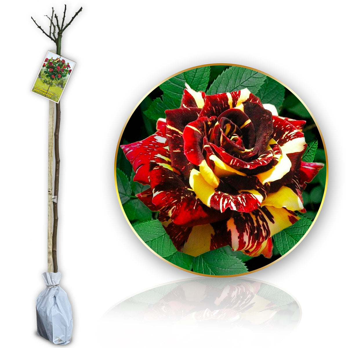 Stromčeková ruža Hokus Pokus