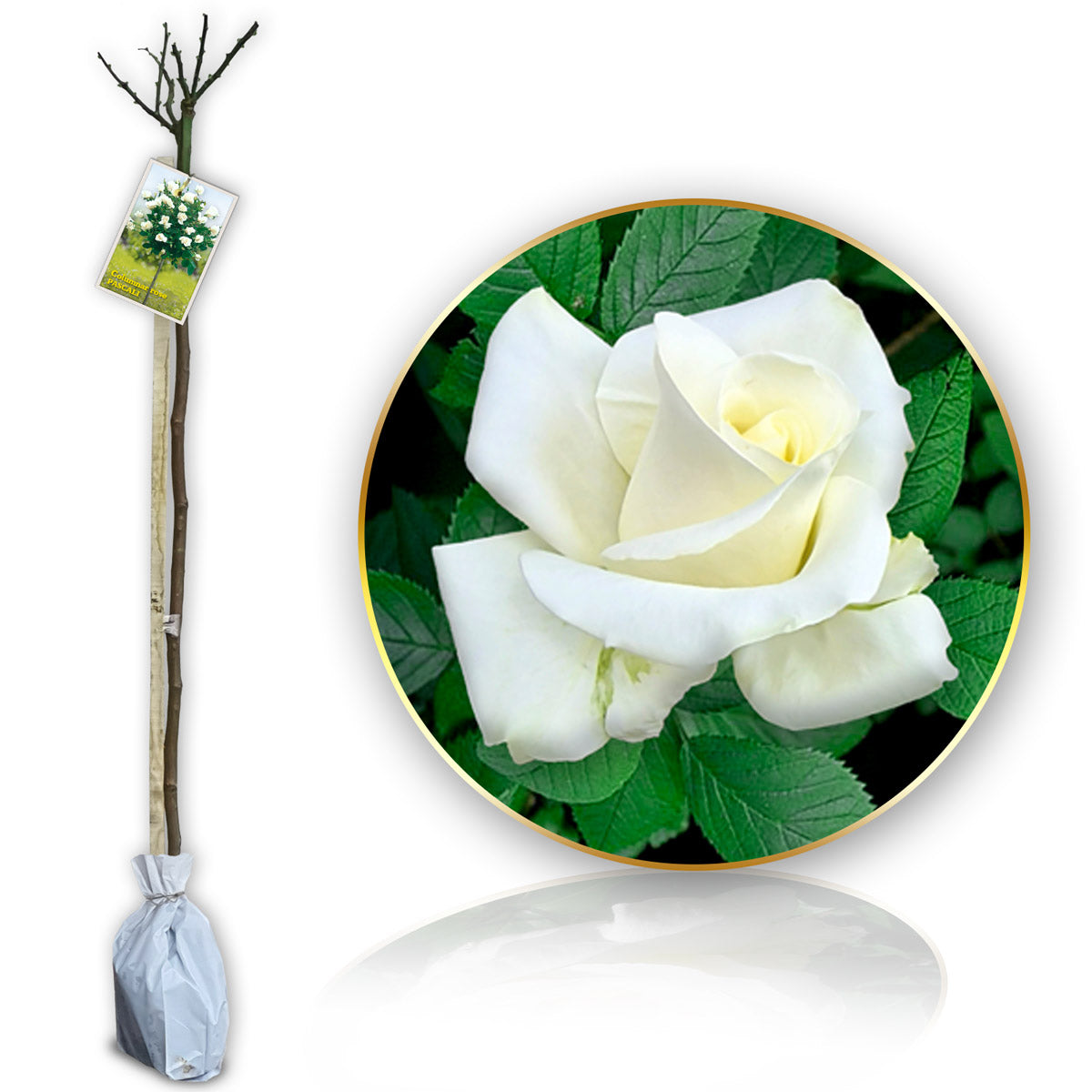 Stromčeková ruža Pascali