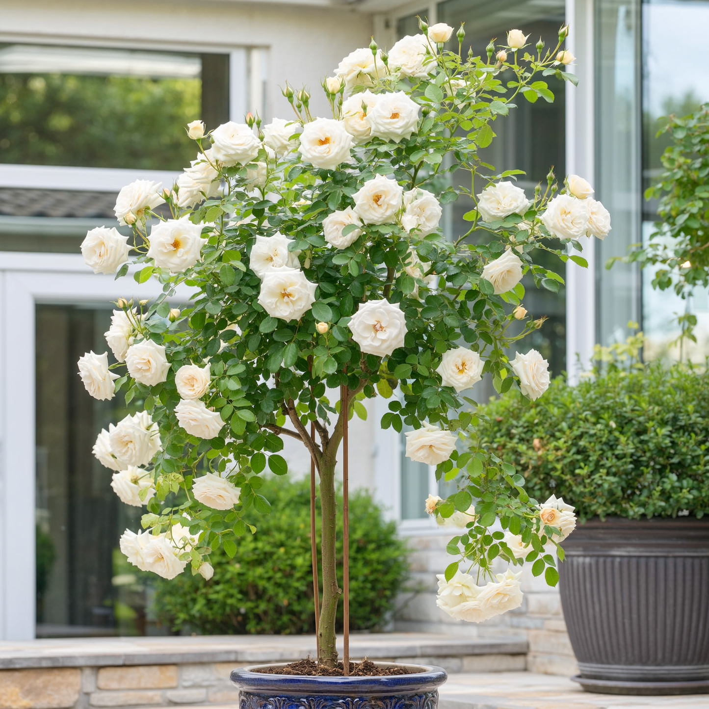 Stromčeková ruža Pascali